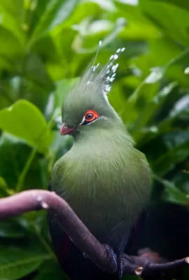 Schalow's Turaco