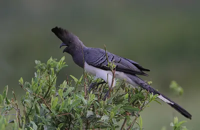 White-bellied Go-away-bird