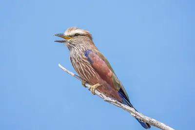 Rolieiro-de-sobrancelha-branca