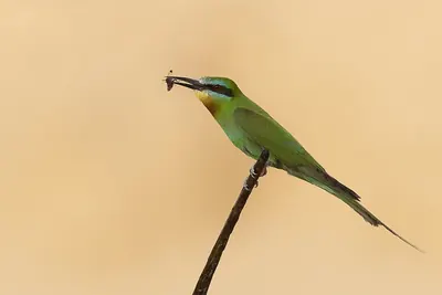 Blue-cheeked Bee-eater