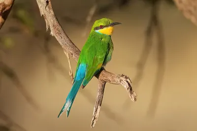 Abelharuco-de-cauda-forcada