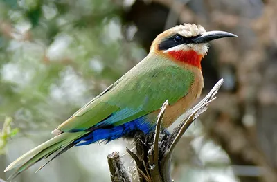 White-fronted Bee-eater