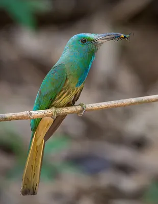 Blue-bearded Bee-eater