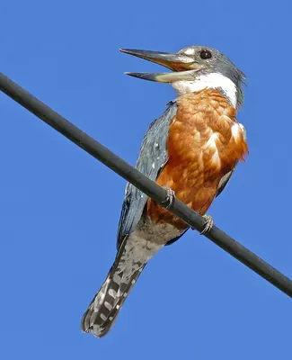 Ringed Kingfisher