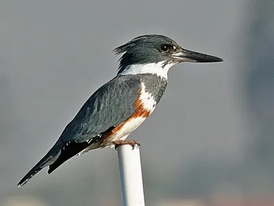 Belted Kingfisher
