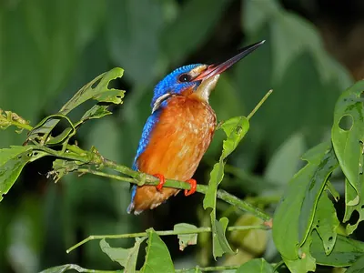 Blue-eared Kingfisher