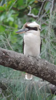 Kookaburra