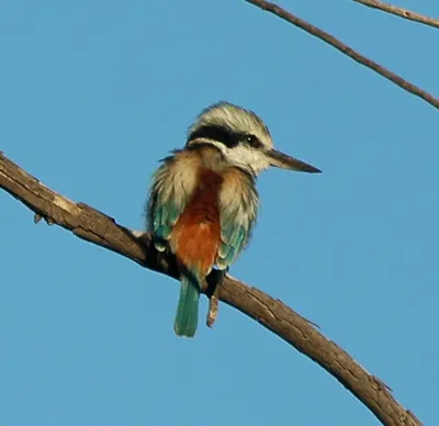 Red-backed Kingfisher