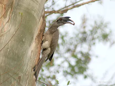 Indian grey hornbill