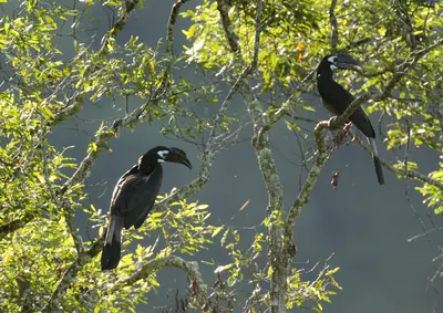 Zwartkuifneushoornvogel