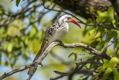 Red-billed Hornbill