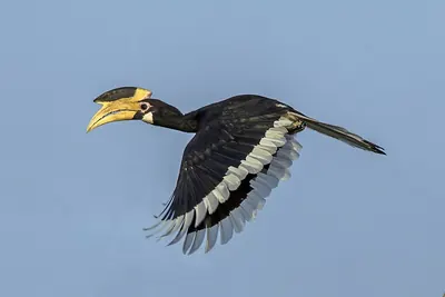 Malabar Pied Hornbill
