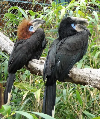 Black-casqued Wattled Hornbill