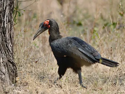 Southern Ground Hornbill