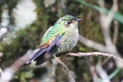 Purple-backed Thornbill