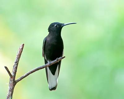 Black Jacobin
