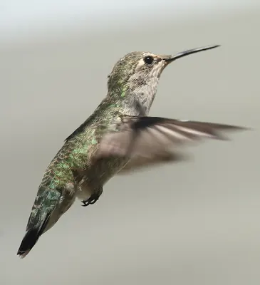 Anna's Hummingbird
