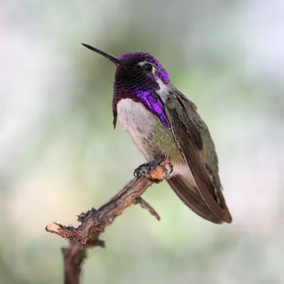 Costa's Hummingbird