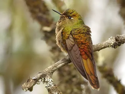Bronze-tailed Thornbill