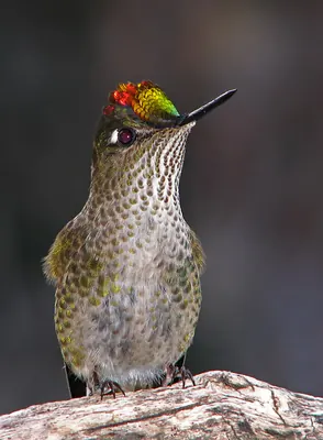 Green-backed Firecrown