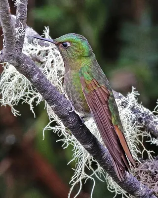 Tyrian Metaltail