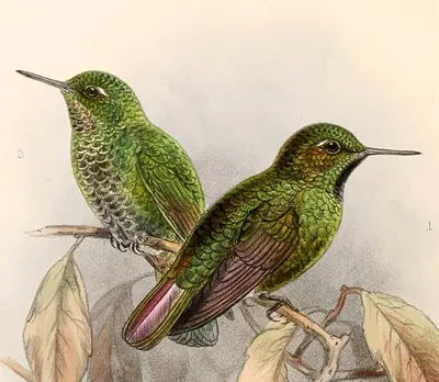 Viridian Metaltail