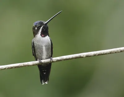 Long-billed Starthroat