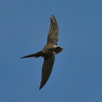 African Palm Swift