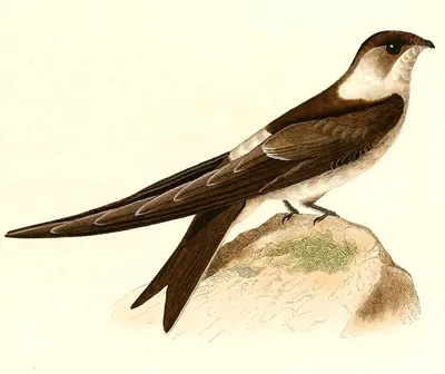Andensegler