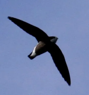 Needle-tailed Swift