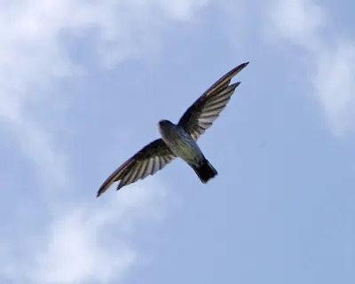 Cave Swiftlet