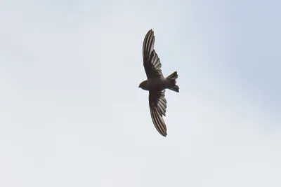 Madagascar Spinetail