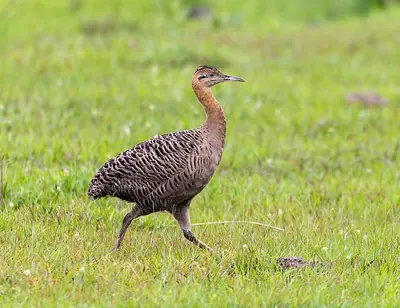 Tinamou isabelle