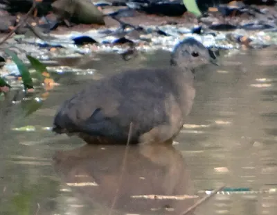 Little Tinamou