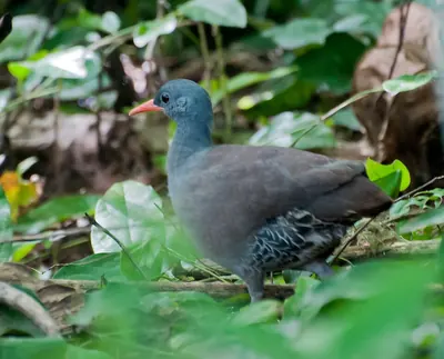 Tinamou tataupa