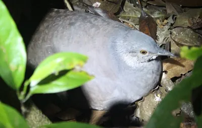 Tinamou de Boucard
