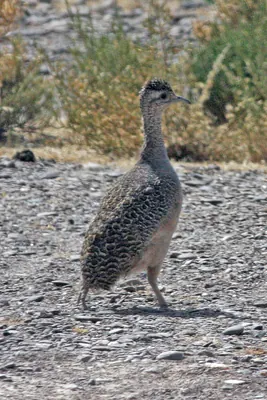 Pisaccatinamu