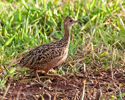 Tinamou tacheté