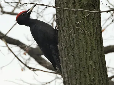 Black Woodpecker
