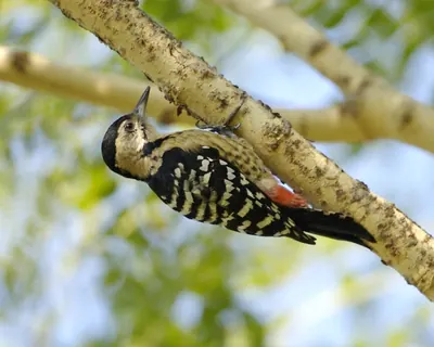 Fulvous-breasted Woodpecker