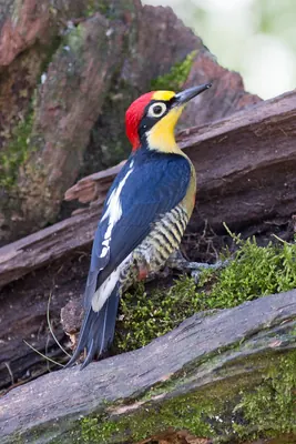 Yellow-fronted Woodpecker