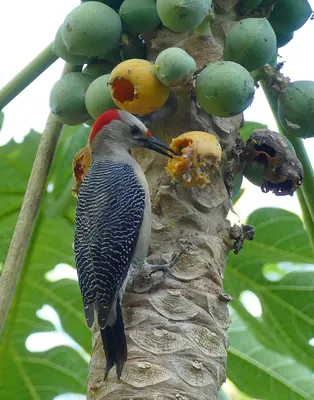 Yucatan Woodpecker