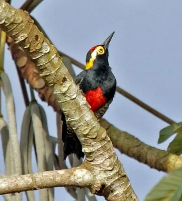 Tellow-tufted Woodpecker