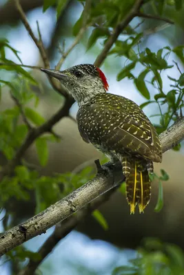 Golden-tailed Woodpecker