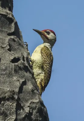 Fine-spotted Woodpecker