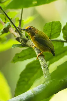 Rufous Piculet