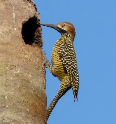 Fernandina's Flicker