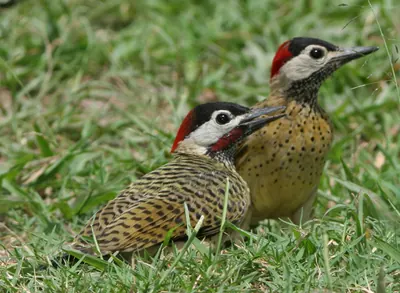 Spot-breasted Woodpecker