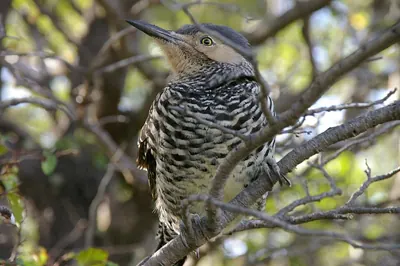 Chilean Flicker