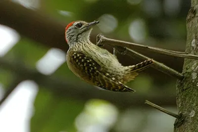 Cardinal Woodpecker